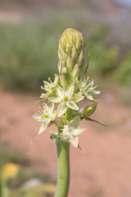 Namaqua Chink (Ornithogalum xanthochlorum)