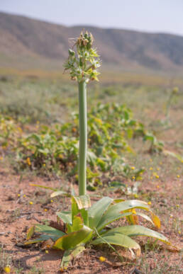 Namaqua Chink (Ornithogalum xanthochlorum)