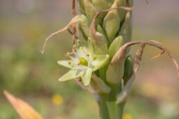 Namaqua Chink (Ornithogalum xanthochlorum)