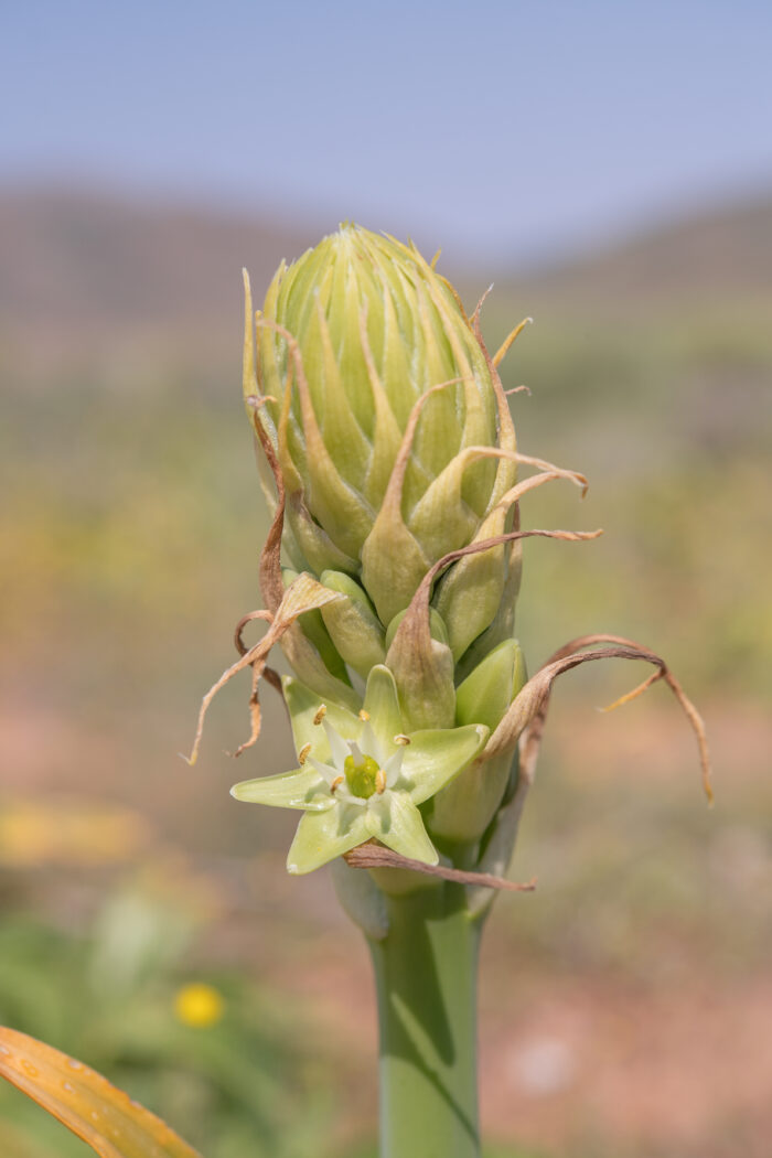 Namaqua Chink (Ornithogalum xanthochlorum)