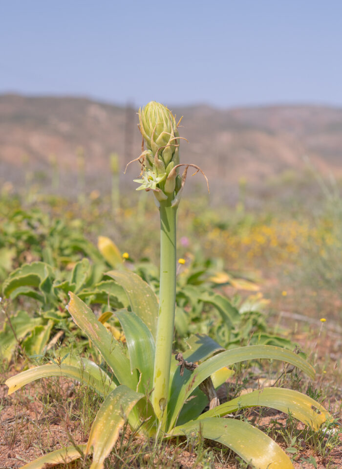 Namaqua Chink (Ornithogalum xanthochlorum)