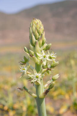 Namaqua Chink (Ornithogalum xanthochlorum)