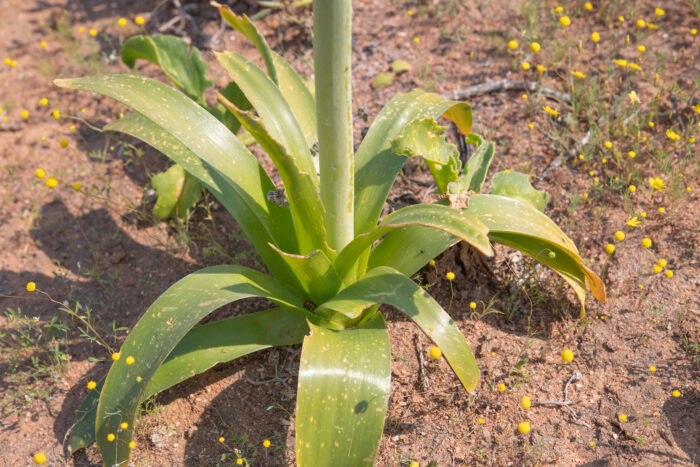 Namaqua Chink (Ornithogalum xanthochlorum)