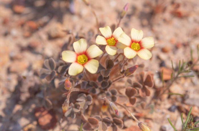 Yelloweye Woodsorrel (Oxalis obtusa)