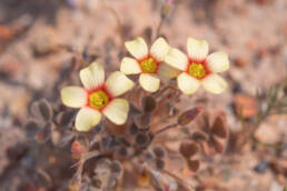 Yelloweye Woodsorrel (Oxalis obtusa)