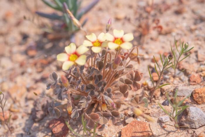 Yelloweye Woodsorrel (Oxalis obtusa)