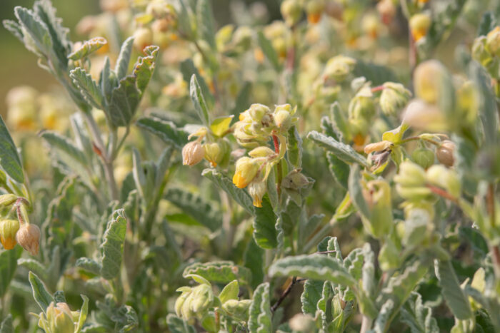 Cape plant (Hermannia)