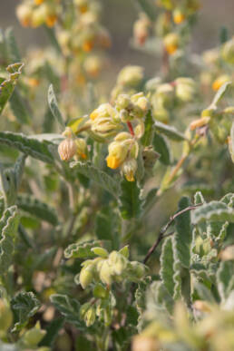 Cape plant (Hermannia)