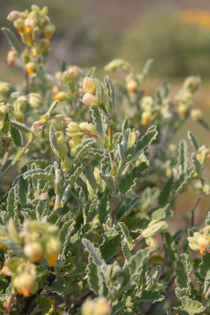 Cape plant (Hermannia)