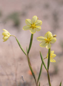 Two-leaved Cape Tulip (Moraea miniata)