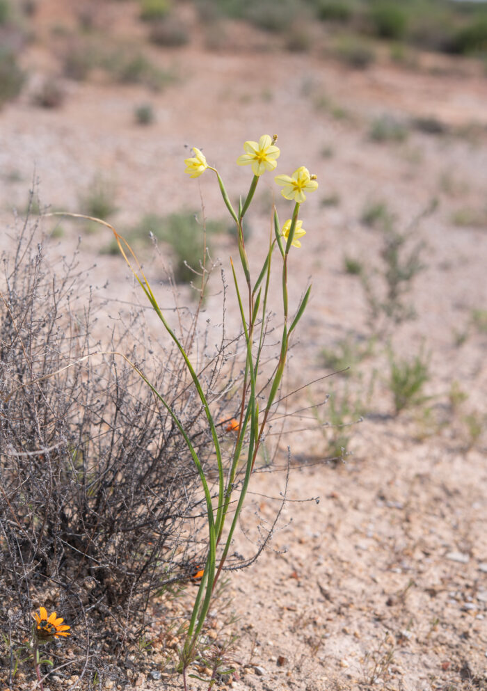 Two-leaved Cape Tulip (Moraea miniata)