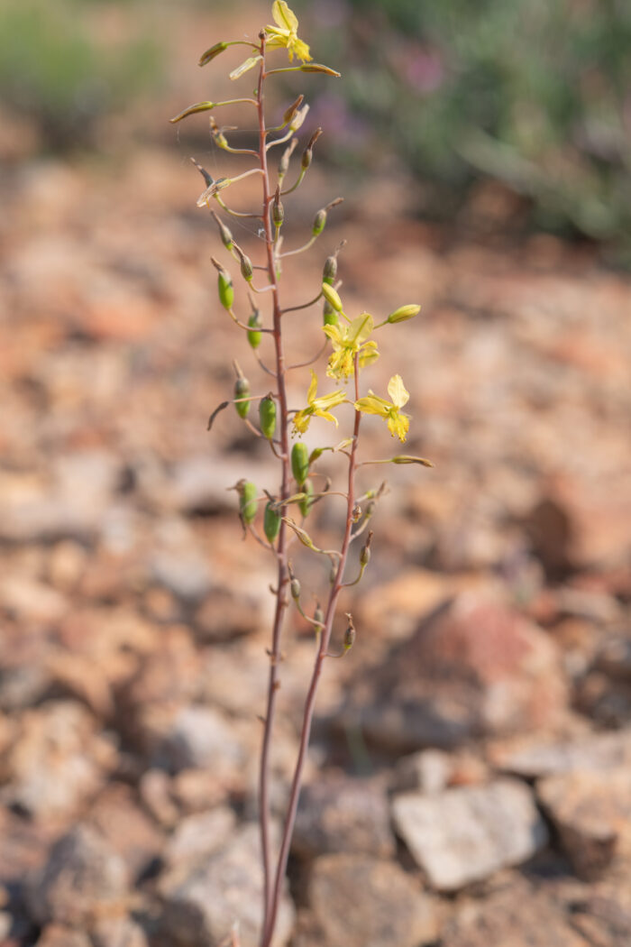 Cape plant (Bulbine)