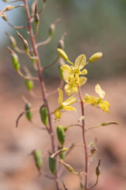 Cape plant (Bulbine)