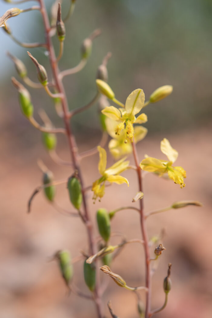 Cape plant (Bulbine)