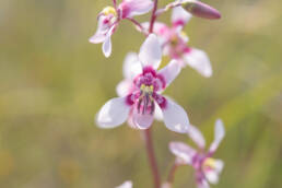 Orchid Ladieshand (Cyanella orchidiformis)