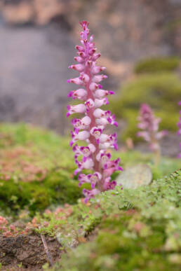 Flesh Viooltjie (Lachenalia carnosa)