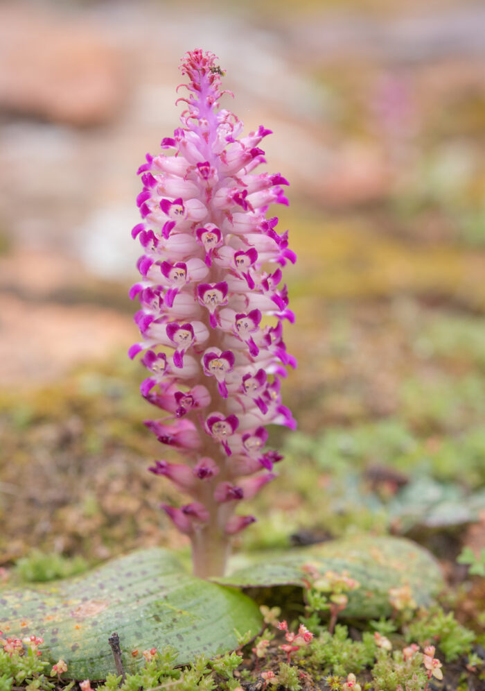 Flesh Viooltjie (Lachenalia carnosa)