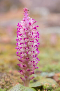 Flesh Viooltjie (Lachenalia carnosa)