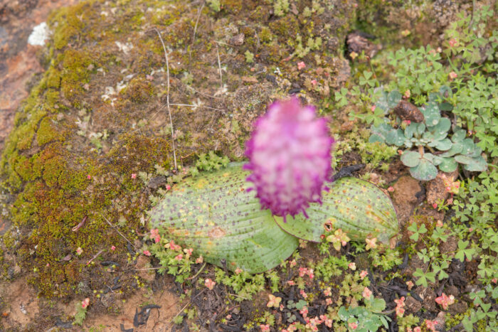 Flesh Viooltjie (Lachenalia carnosa)