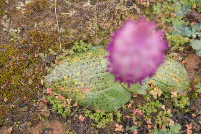 Flesh Viooltjie (Lachenalia carnosa)