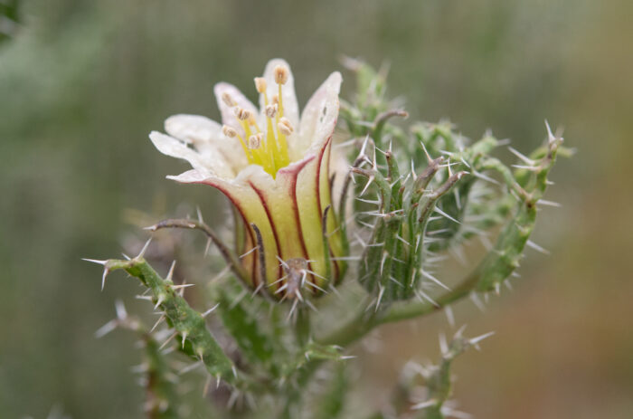 White Nectarcup (Codon royenii)