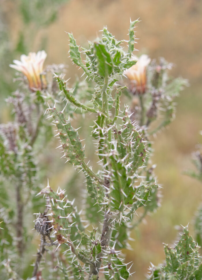 White Nectarcup (Codon royenii)