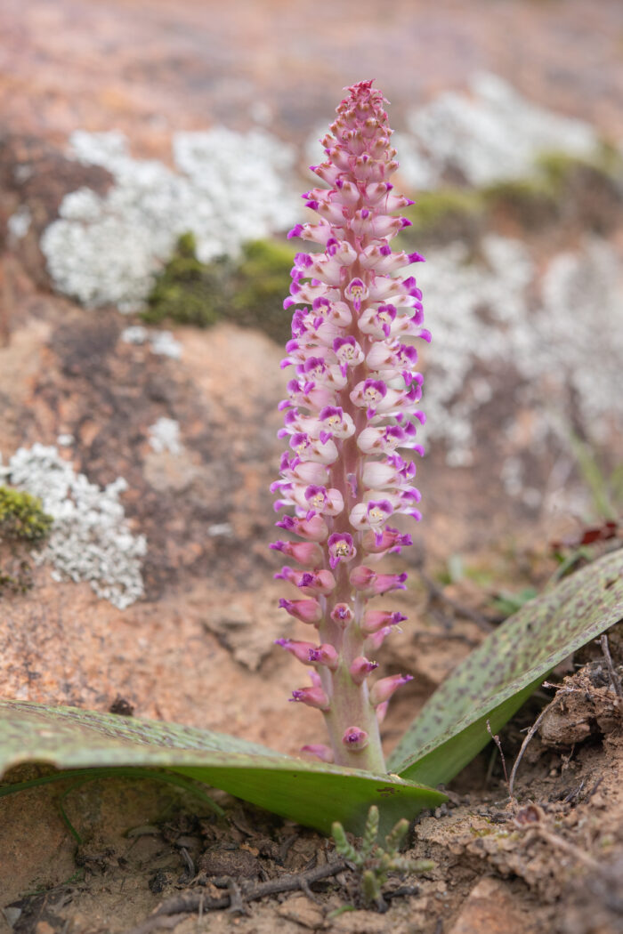 Flesh Viooltjie (Lachenalia carnosa)