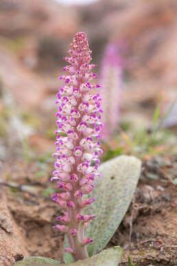 Flesh Viooltjie (Lachenalia carnosa)