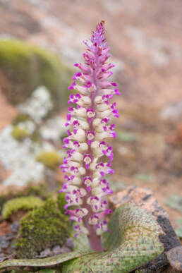 Flesh Viooltjie (Lachenalia carnosa)