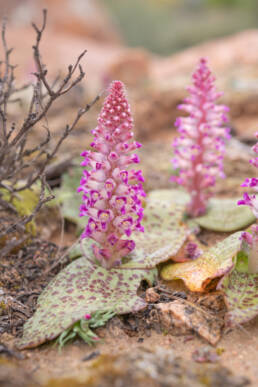 Flesh Viooltjie (Lachenalia carnosa)