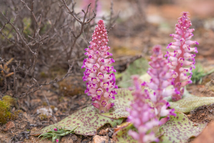 Flesh Viooltjie (Lachenalia carnosa)