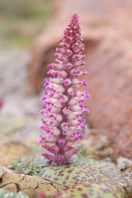 Flesh Viooltjie (Lachenalia carnosa)