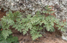 Cape plant (Polypodiopsida)