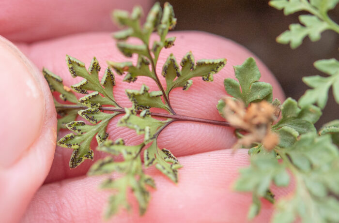 Cape plant (Polypodiopsida)