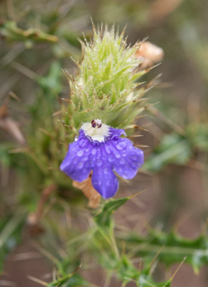 Thorny Spikeviolet (Acanthopsis horrida)