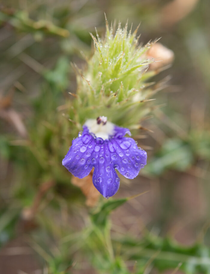 Thorny Spikeviolet (Acanthopsis horrida)