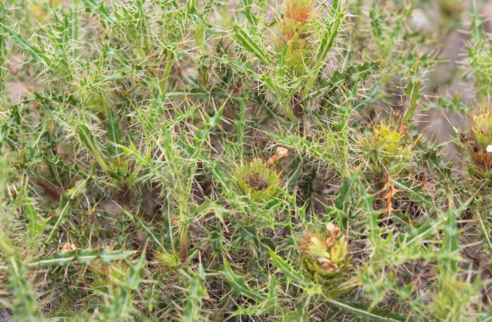 Thorny Spikeviolet (Acanthopsis horrida)