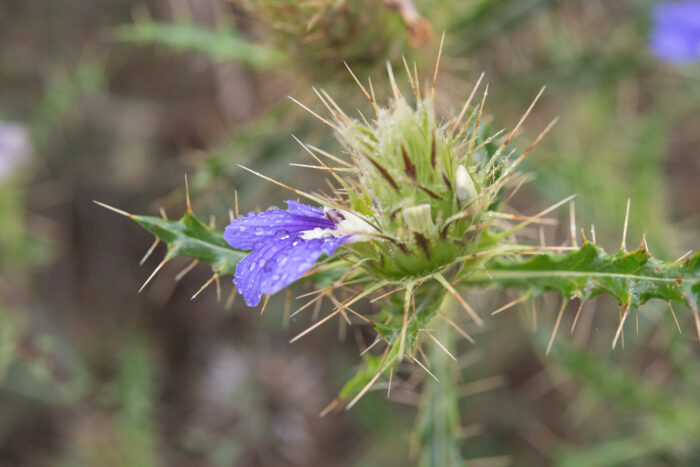 Thorny Spikeviolet (Acanthopsis horrida)