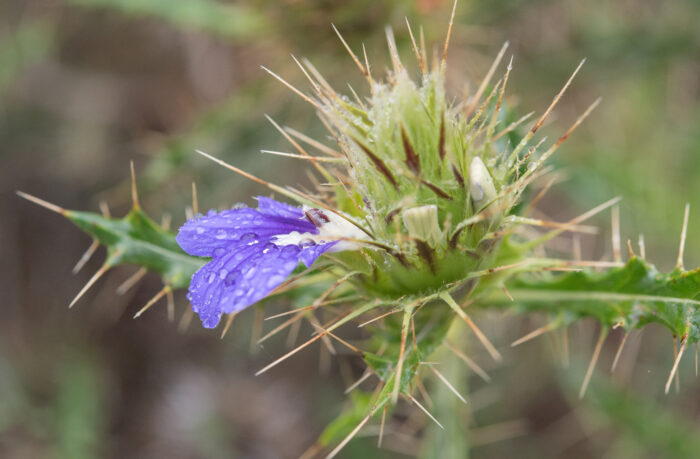 Thorny Spikeviolet (Acanthopsis horrida)