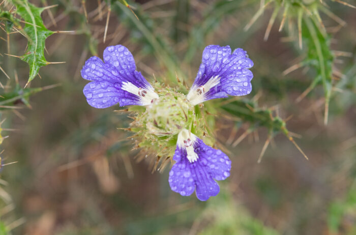 Thorny Spikeviolet (Acanthopsis horrida)