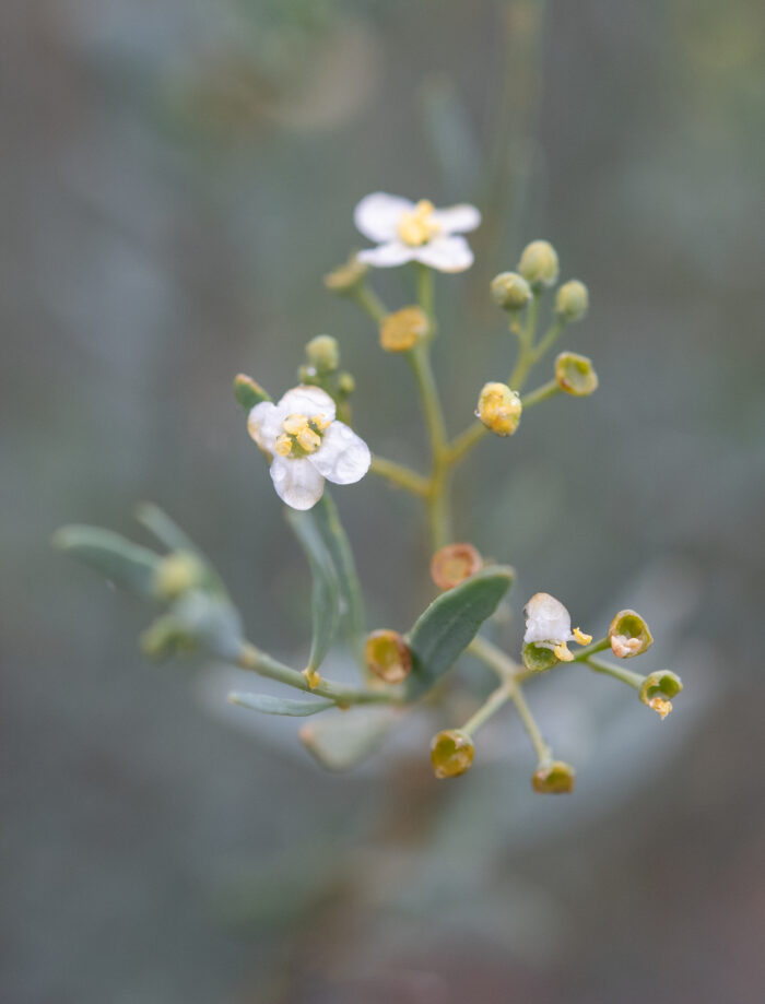 Pepperbush (Montinia caryophyllacea)