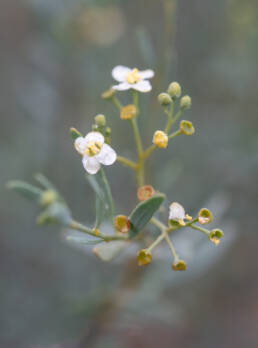 Pepperbush (Montinia caryophyllacea)