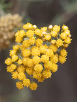 Cape plant (Helichrysum)