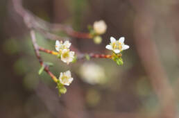 Namaqua Bitterbuchu (Diosma acmaeophylla)