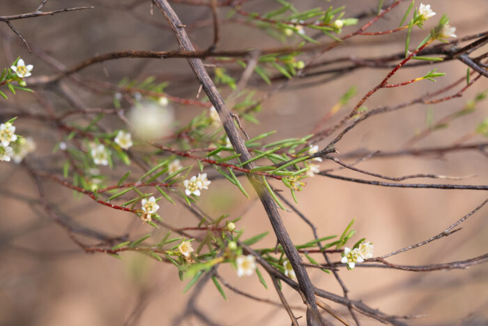 Namaqua Bitterbuchu (Diosma acmaeophylla)