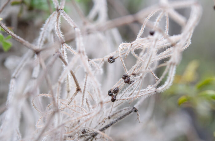 Velvet Bedstraw (Galium tomentosum)