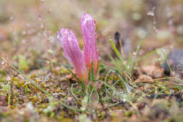 Cape plant (Romulea)