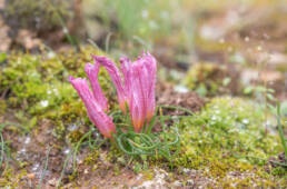 Cape plant (Romulea)