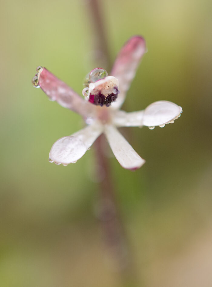 Common Fairypipe (Xenoscapa fistulosa)