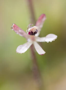 Common Fairypipe (Xenoscapa fistulosa)